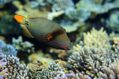 Close-up of fish swimming in sea