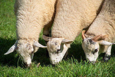 Speckled sheep grazing in the grass
