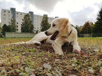 View of a dog on field