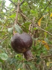 Close-up of fruit growing on tree