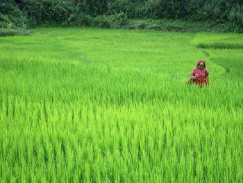 Person in field