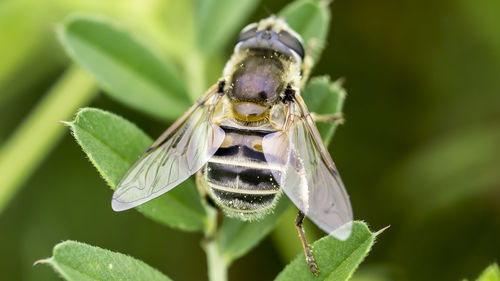 Close-up of bee on plant