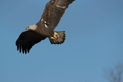 Low angle view of eagle flying against clear blue sky