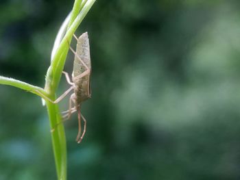 Close-up of insect on leaf