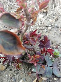 High angle view of red flowering plant