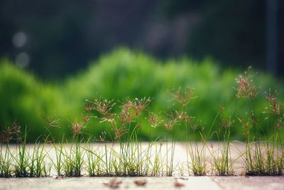 Close-up of plants growing on field