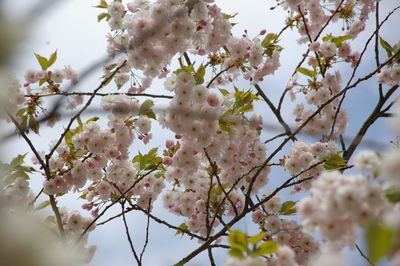 Close-up of apple blossoms in spring