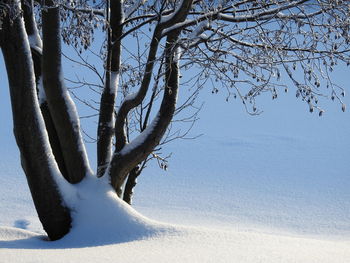Bare tree on snow covered land against sky