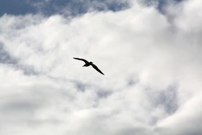 Low angle view of a bird flying