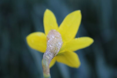 Close-up of yellow flower