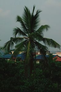 Palm trees by plants against sky