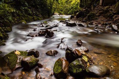 River flowing in forest