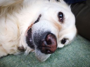 Close-up portrait of dog lying down