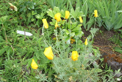 Close-up of yellow flowers blooming on field