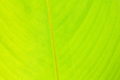 Green leaf detail line texture background natural wallpaper