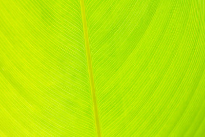 Full frame shot of palm tree