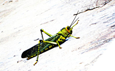 Close-up of grasshopper on leaf