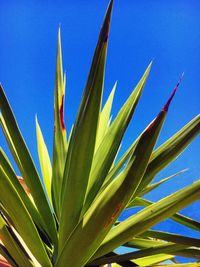 Low angle view of plant against blue sky