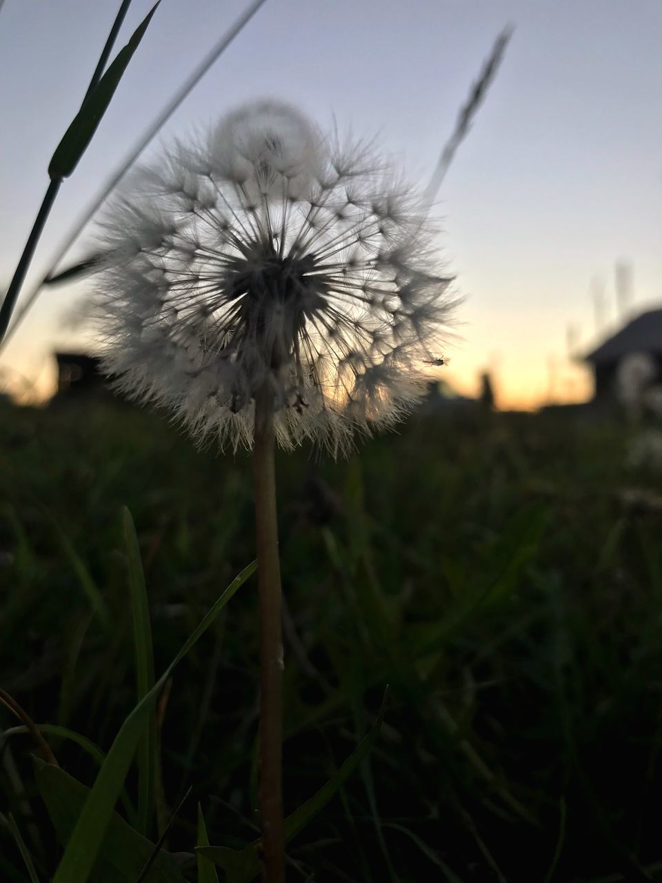 plant, flower, fragility, flowering plant, vulnerability, dandelion, growth, freshness, close-up, beauty in nature, flower head, inflorescence, nature, field, focus on foreground, sky, land, no people, petal, dandelion seed, softness, outdoors