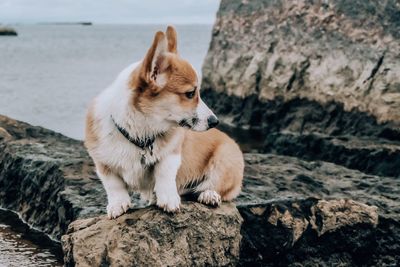 Dog looking away on rock