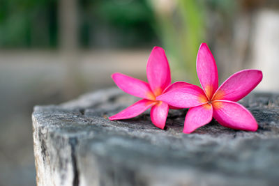 Close-up of pink frangipani on plant