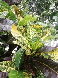 Close-up of plants growing in yard