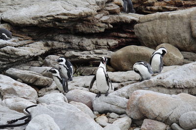 View of penguins on rocks