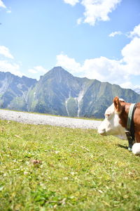 View of dog on mountain against sky