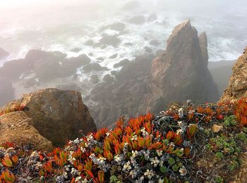 High angle view of plants growing on mountains by bodega bay during foggy weather