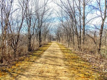 Road passing through trees