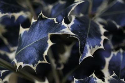 Close-up of leaves