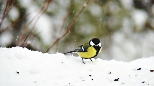 Bird perching on snow covered land