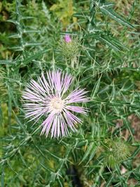 Close-up of thistle blooming outdoors