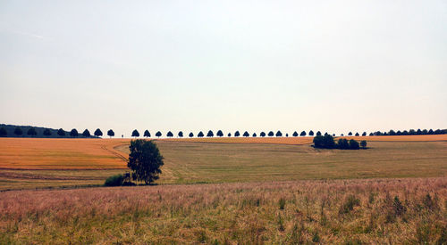 Scenic view of agricultural field against sky  with  avenue of trees in background / hunsrück region