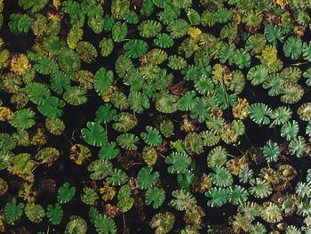 Full frame shot of leaves