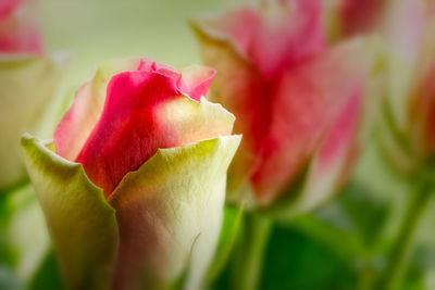 Close-up of pink rose blooming outdoors