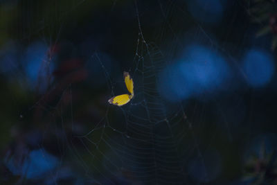 Close-up of spider on web