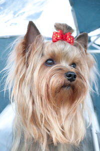 Close-up portrait of a dog