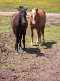 Horse grazing on grassy field