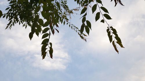 Low angle view of leaves against cloudy sky