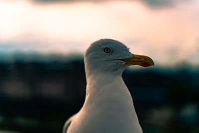 Close-up portrait of seagull