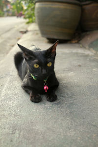 Portrait of black cat relaxing on footpath