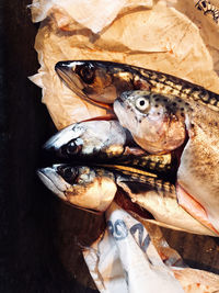 High angle view of fish for sale