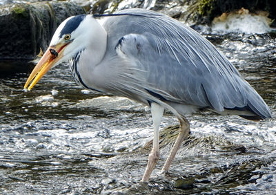 Close-up of duck in water