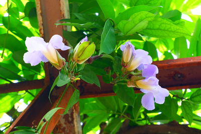 Close-up of purple flowering plants