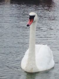 White swan in water