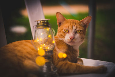 Portrait of cat sitting on table