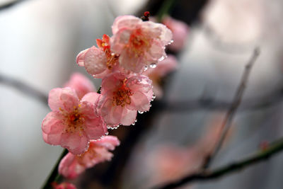 Close-up of pink cherry blossom