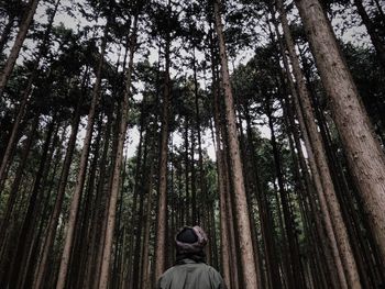 Rear view of man amidst trees in forest against sky