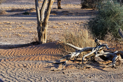 High angle view of lizard on sand at field